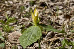 Yellow trillium